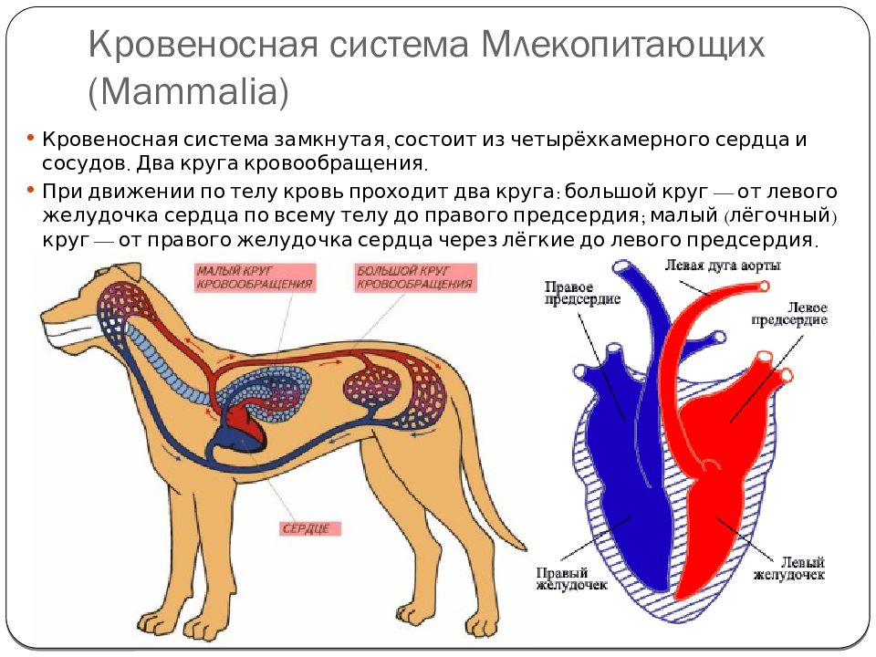 Характерные особенности органов кровообращения млекопитающих. Кровеносная система млекопитающих 7 класс.