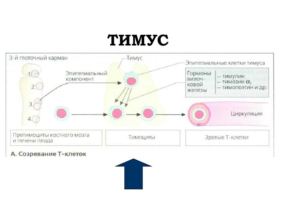 Гормоны тимуса физиология презентация