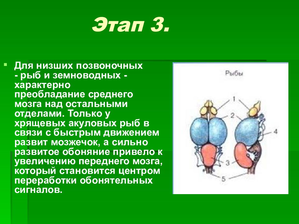 Характеристика низших позвоночных. Типы мозга у позвоночных. Эволюция головного мозга презентация. Низшие позвоночные. Что характерно для рыб и земноводных.