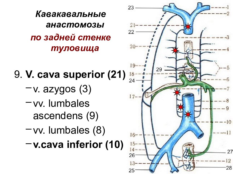 Венозные анастомозы рисунок