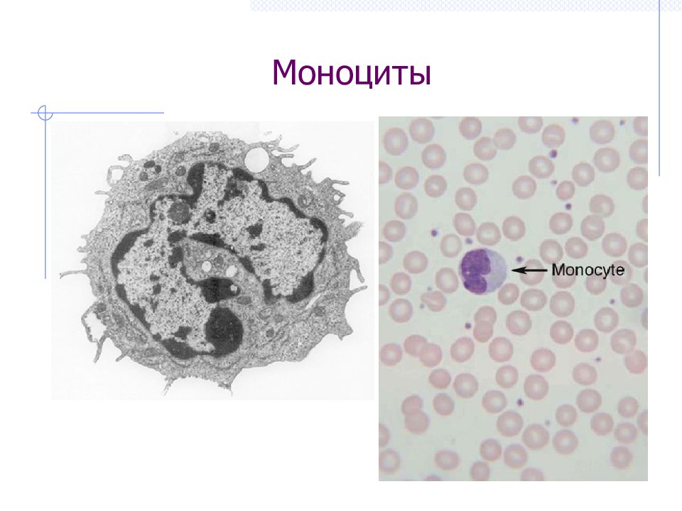 Картинки моноциты под микроскопом