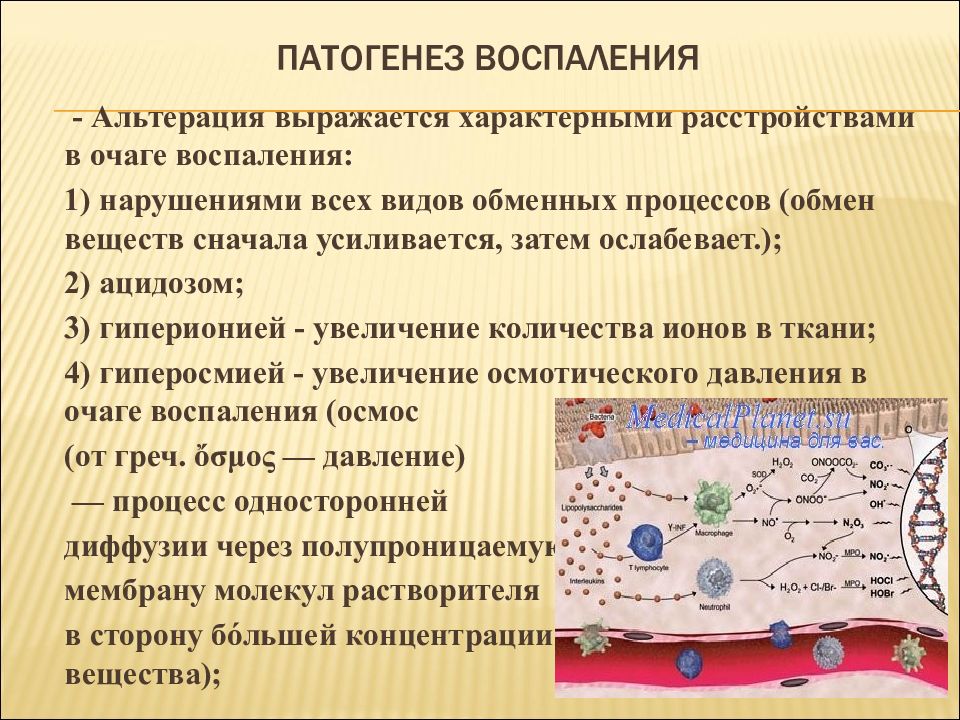 Механизм развития воспалительного процесса. Патогенез воспаления альтерация. Патогенез воспалительного процесса. Механизм развития воспаления. Механизм развития альтерации.