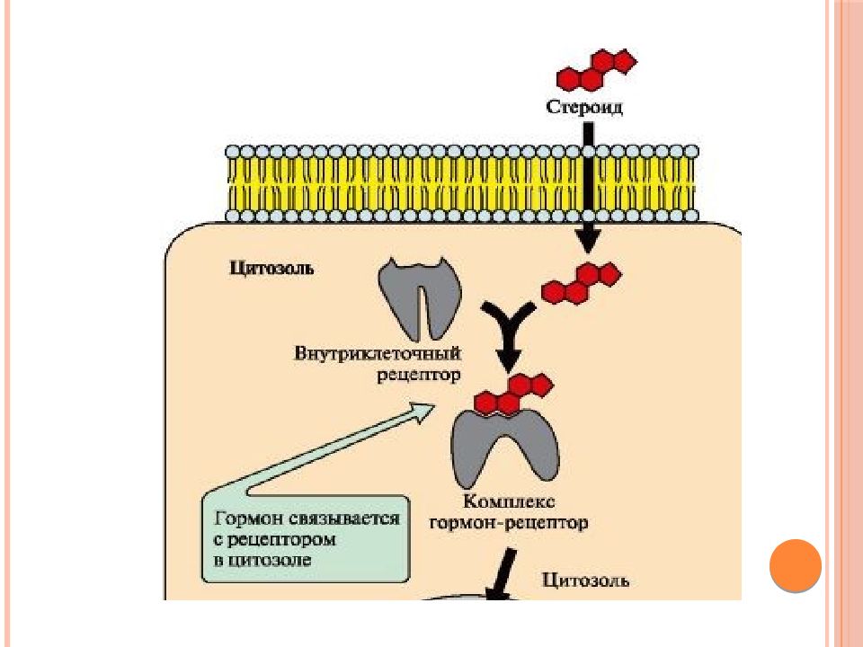 Клеточную локализацию ретиноидных рецепторов. Комплекс гормон-Рецептор. Ядерные рецепторы стероидных гормонов структура. Мембранные рецепторы гормонов. Гормон рецепторный комплекс внутриклеточный механизм.