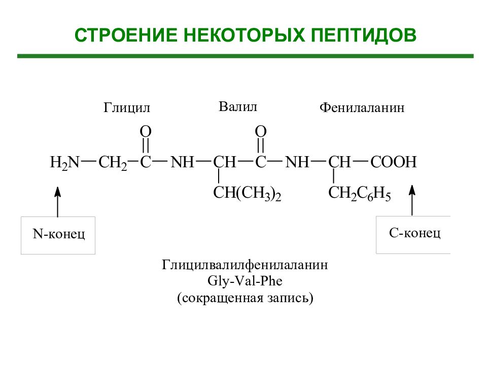 Полипептиды с азотной кислотой дают. Составление трипептида из аминокислот. Трипептид из аминокислот пример. Трипептид из аминокислот строение. Трипептид пример формула.