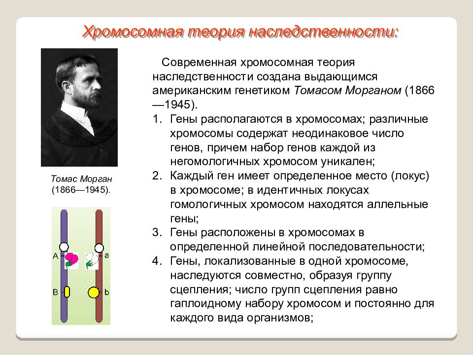 Решение задач на сцепленное наследование презентация