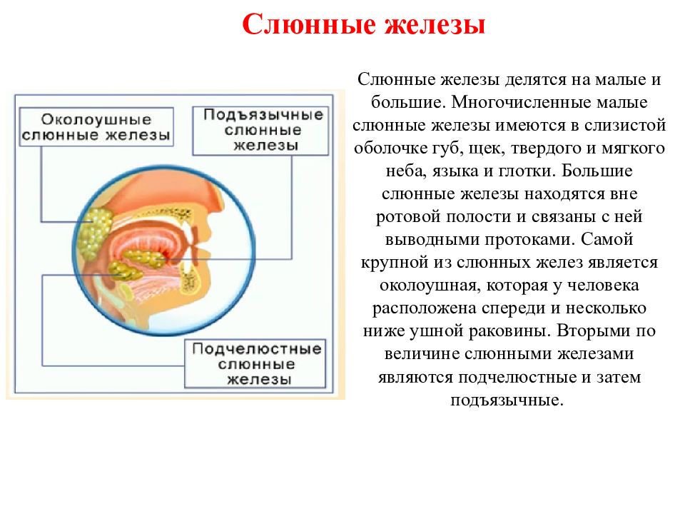 Физиология 1 лекция