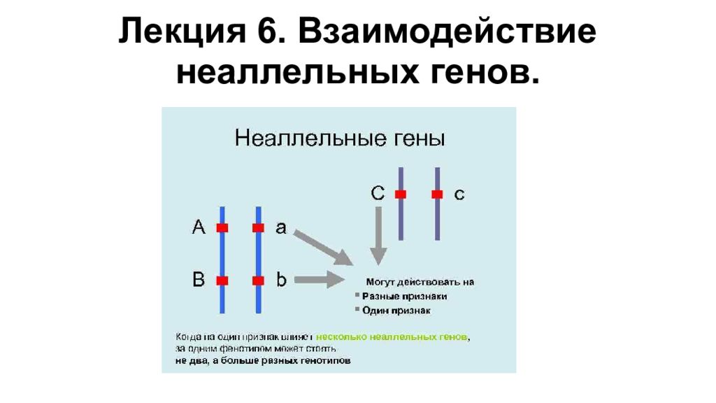 Неаллельные гены. Несцепленные неаллельные гены. Фото для начала презентации по биологии гены неаллельные.