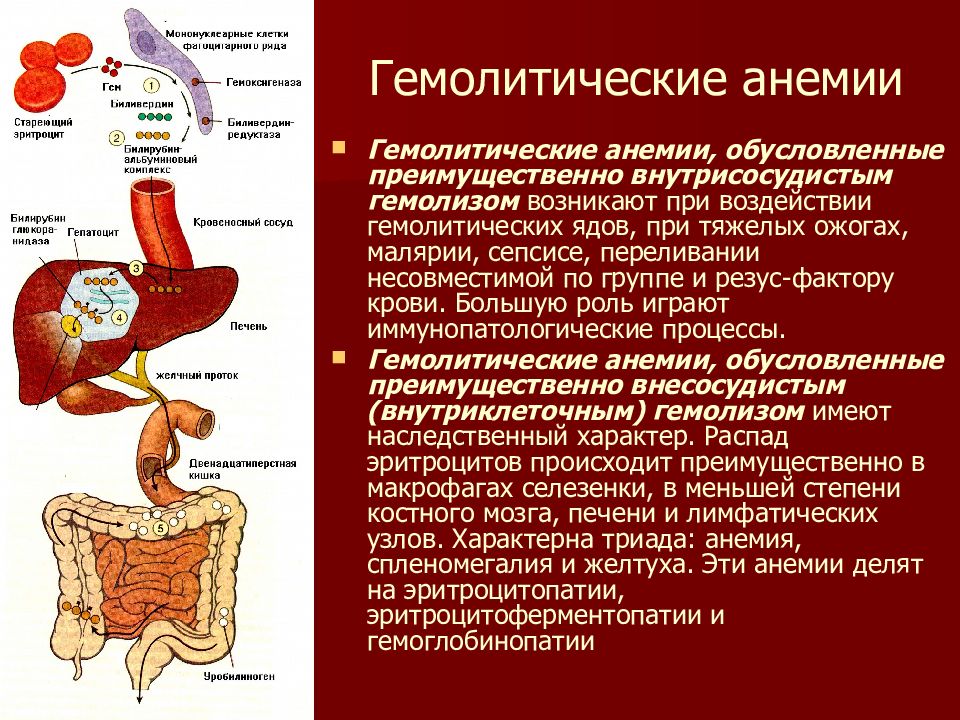 Патология крови презентация