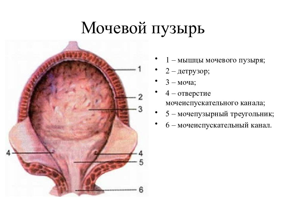 Где находится мочевой пузырь фото