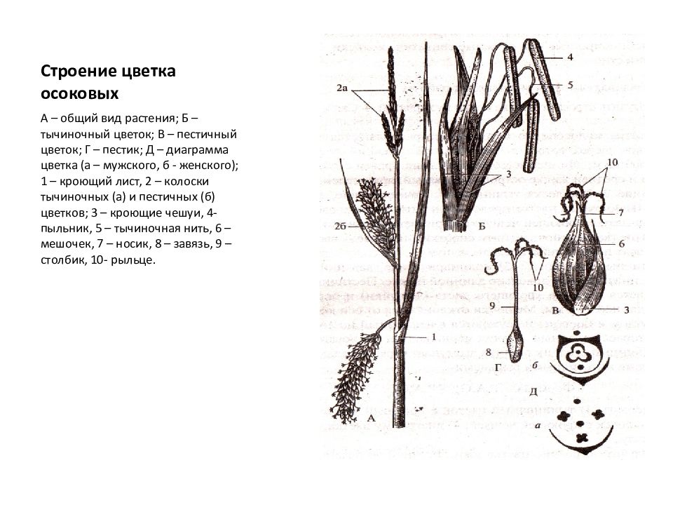 Диаграмма цветка осоковых