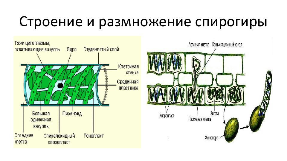 Спирогира какая группа растений