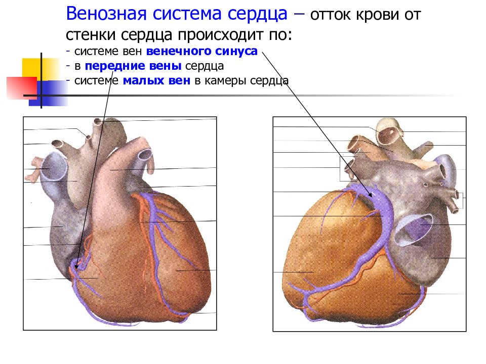 Венозное сердце. Вены венечного синуса сердца. Венозный венечный синус сердца. Вена системы венечного синуса сердца. Система система венечного синуса.