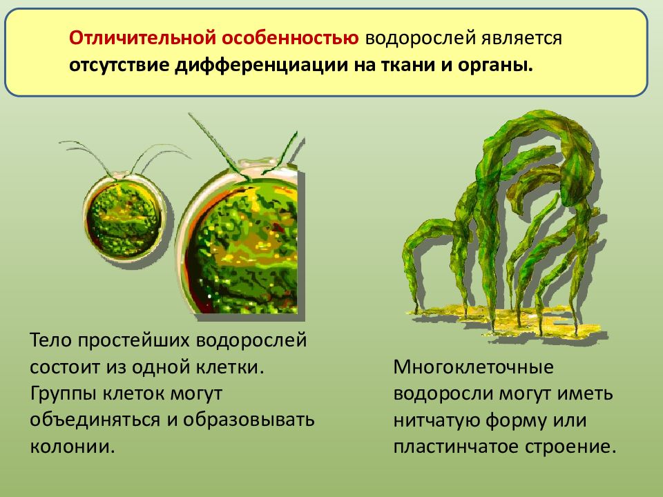 Тело водорослей не имеет органов и тканей. Многоклеточные водоросли. Тело многоклеточных водорослей состоит. Характерные особенности водорослей. Отличительные особенности водорослей.