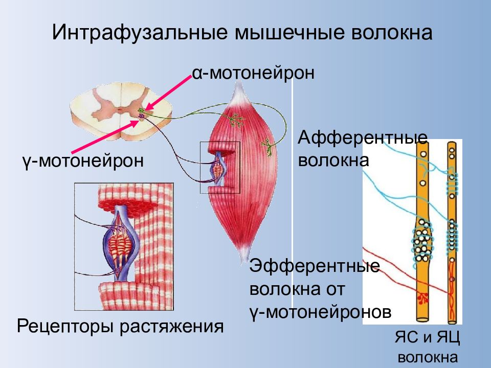 Рецепторы мышц. Интрафузальное мышечное волокно. Интрафузальные волокна физиология. Интрафузальные мышечные волокна функции. Интрафузальные мышечные веретена.