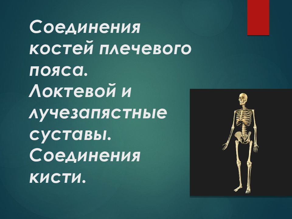 Соединения костей плечевого пояса. Локтевой и лучезапястные суставы. Соединения кисти.