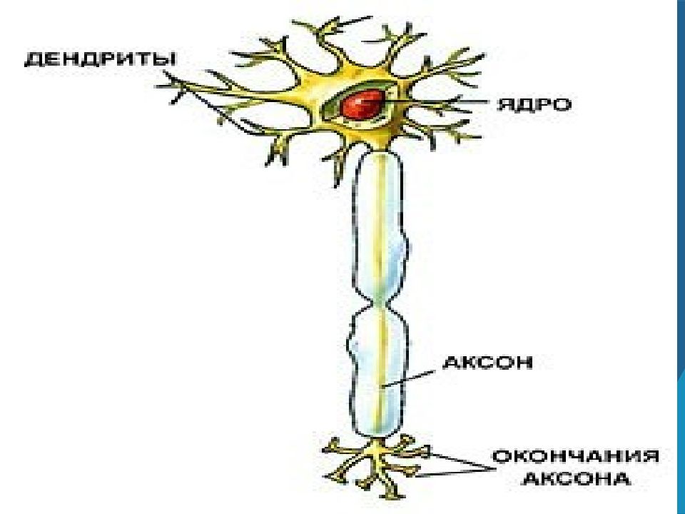 Дендрит рисунок. Нерв ұлпалары. Дендри функция. Дендри - функції.