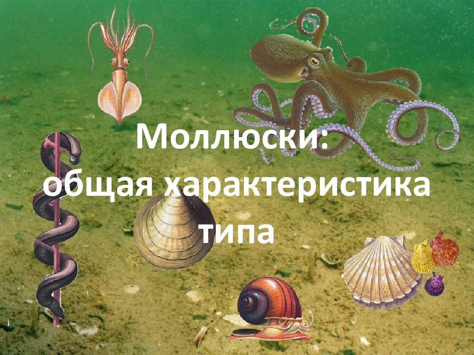 Моллюски: общая характеристика типа