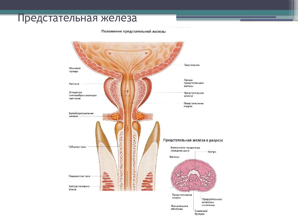 Предстательная железа презентация