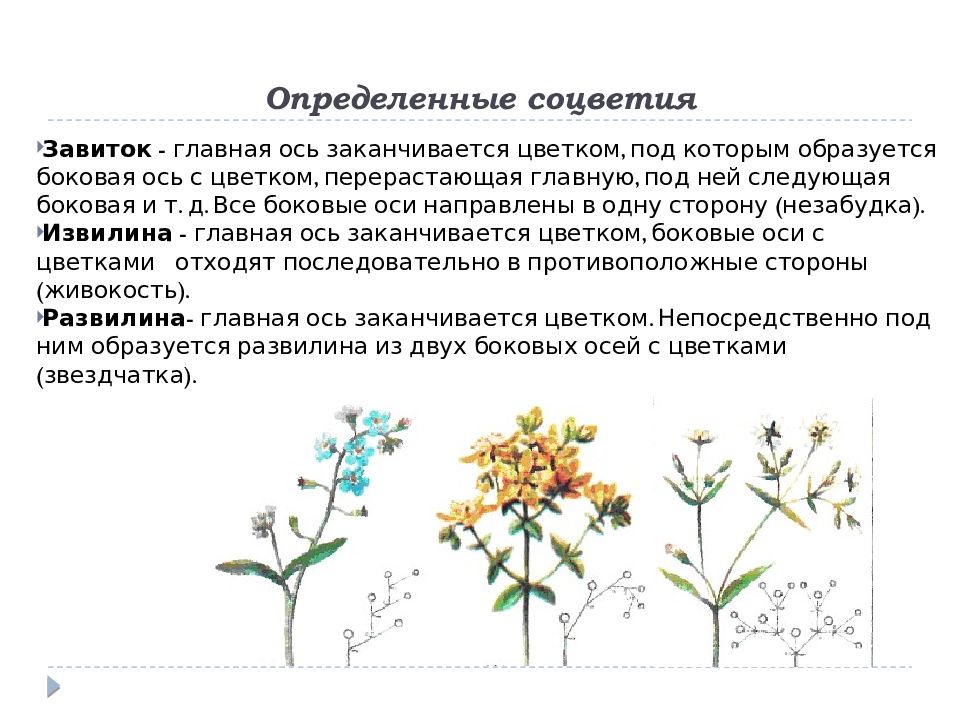 Определенные соцветия. Растения с соцветием развилина. Извилина развилина соцветия. Описание соцветия завиток. Завиток соцветие характерные признаки и растения.