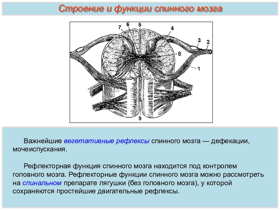 Какие функции выполняет спинной мозг