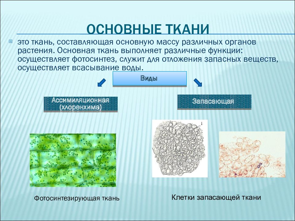 Запасными веществами растений являются. Основные ткани. Фотосинтезирующая и запасающая ткань. Основная ткань местонахождение. Гранула запасных веществ.