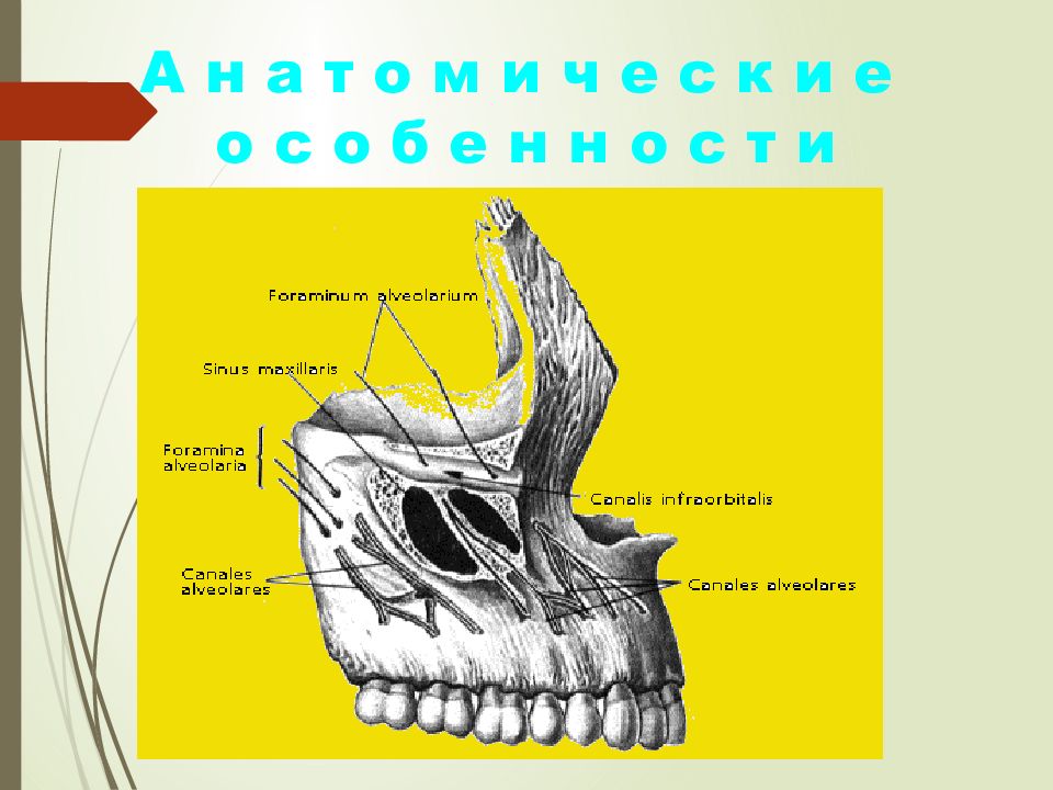 Одонтогенный гайморит презентация