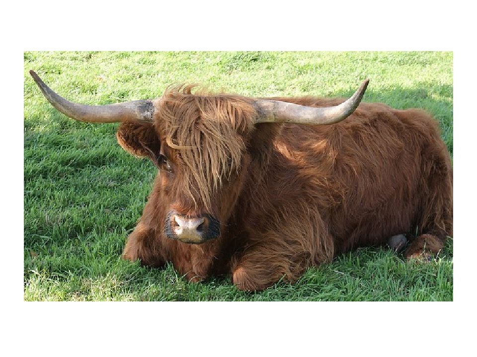 лохматые коровы. иберийская порода быков. земляной бык. корова с гривой. земляной бык.