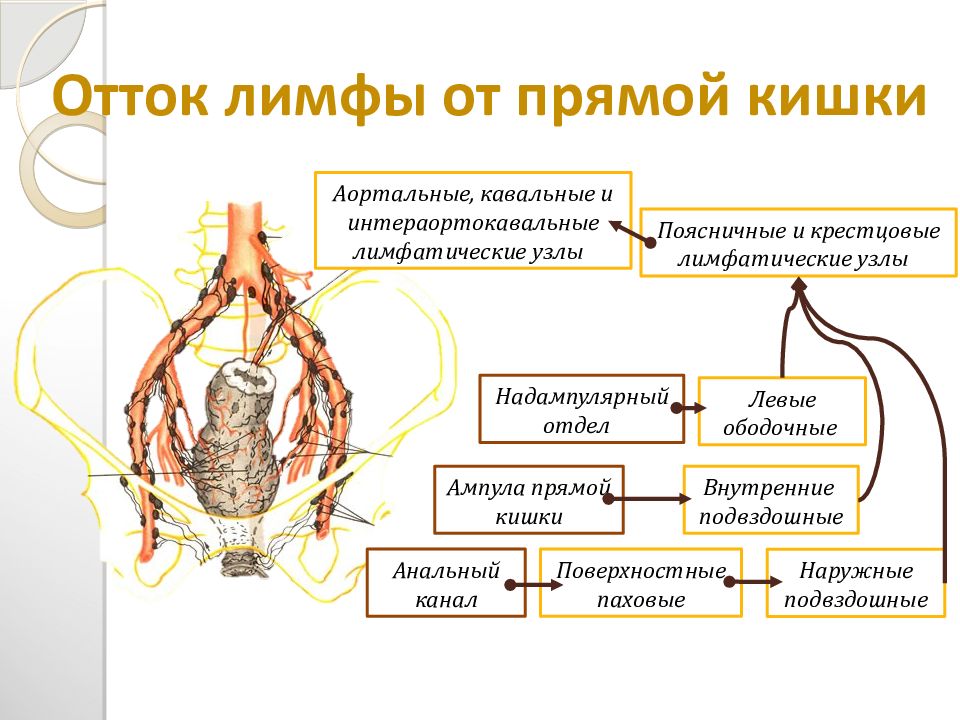 Отделы прямой кишки. Аноректальные лимфатические узлы. Верхние прямокишечные лимфатические узлы. Иннервация прямой кишки анатомия. Лимфоотток от прямой кишки анатомия.