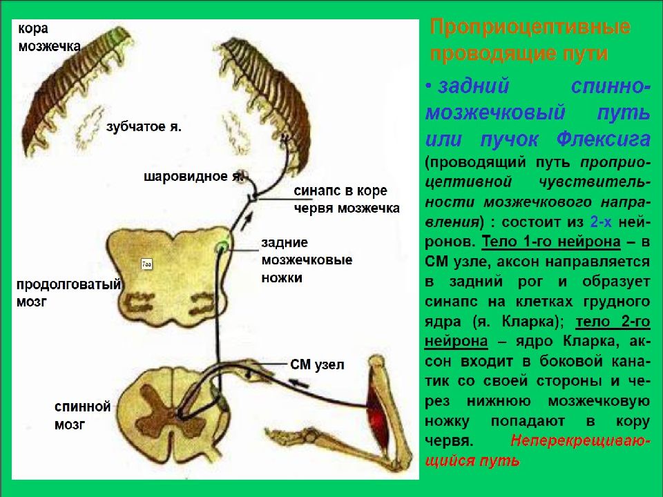 Пути мозжечка схема проводящие