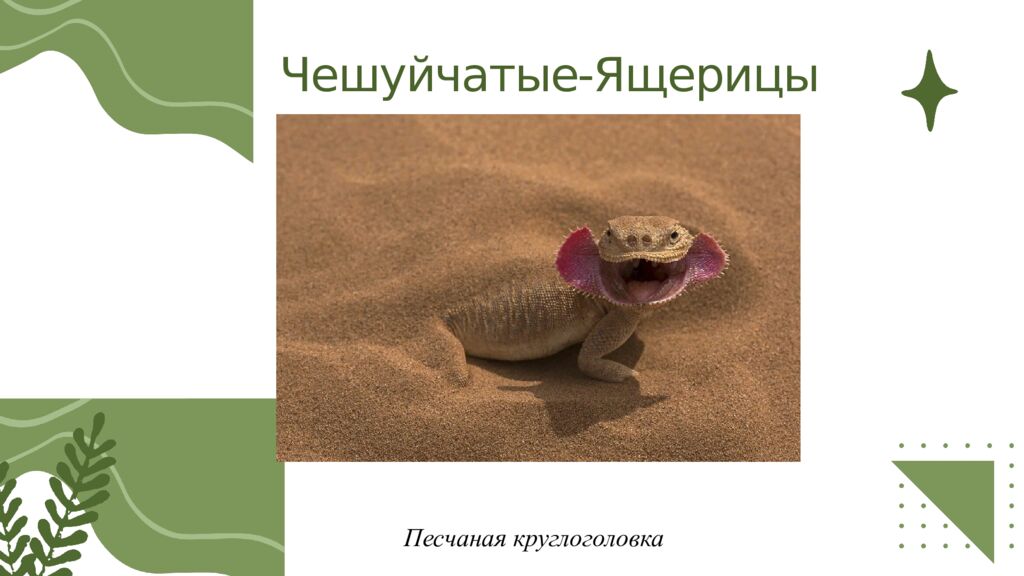 Общая характеристика пресмыкающихся