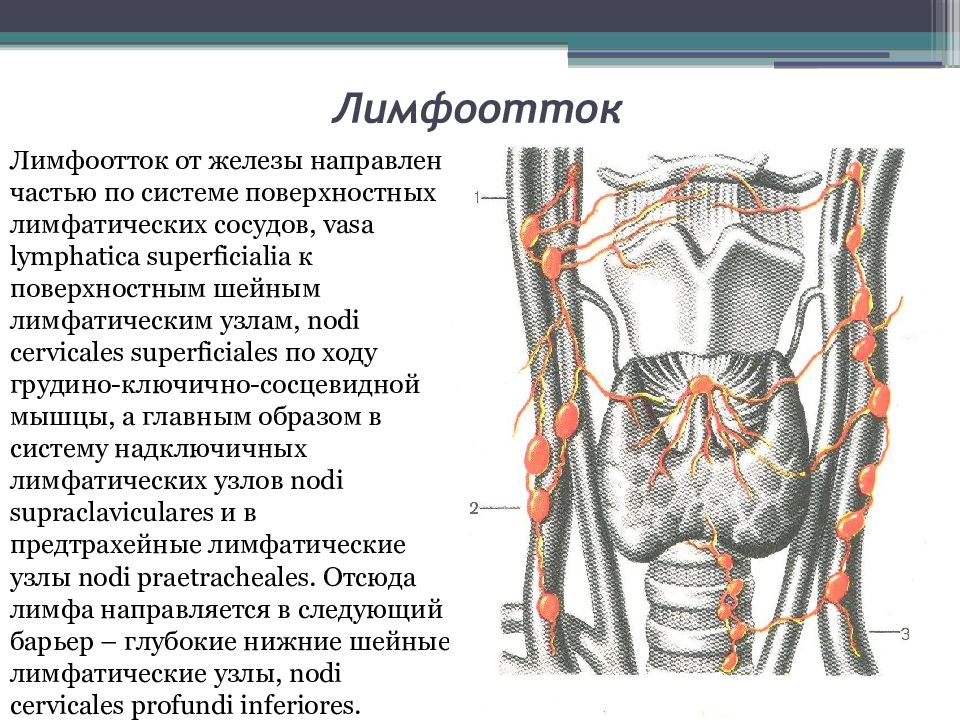 Лимфоотток. Лимфоотток сердца.