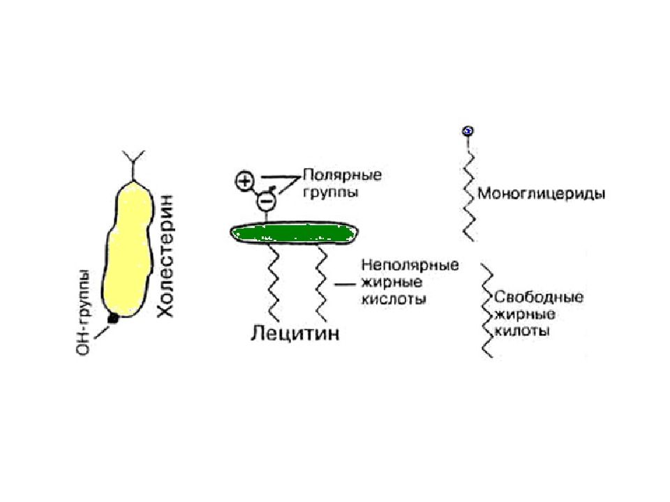 Кишечно-печёночная циркуляция жёлчных кислот. Моноглицериды жирных кислот. Кишечно печеночная циркуляция. Длинноцепочечные жирные кислоты и моноглицериды всасываются.