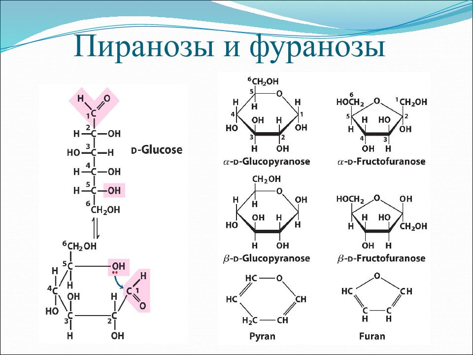 Обмен фруктозы. Пираноза рибозы. Пиранозная формула фруктозы. Циклические пиранозные формы Глюкозы. Фруктоза пираноза.