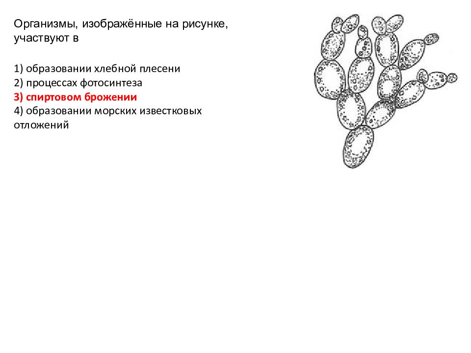 Неофемели банк заданий биология