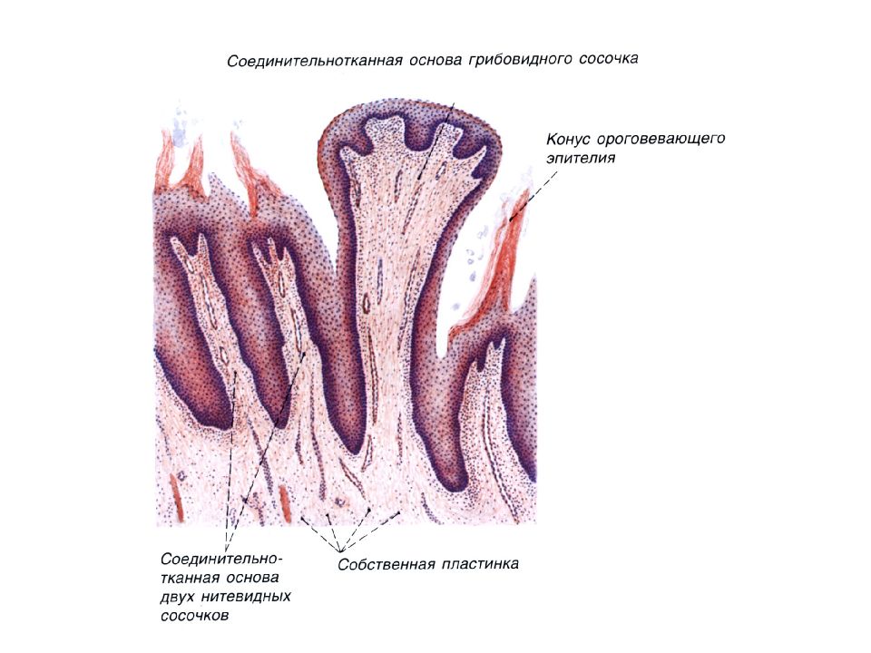 Пищеварительная система презентация гистология