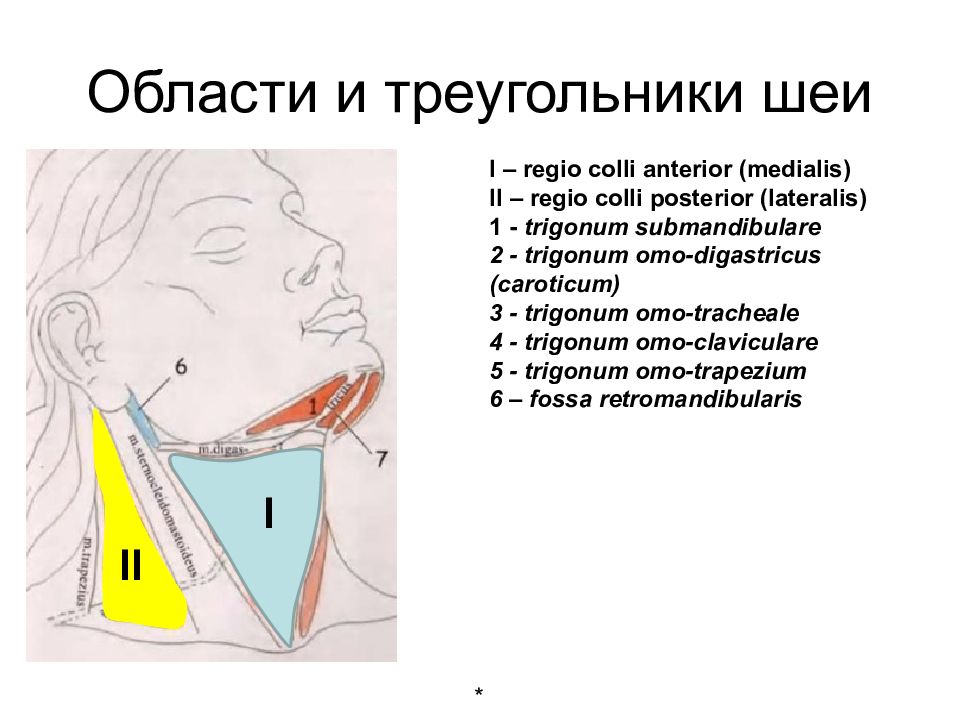 Треугольники шеи. Содержимое треугольников шеи таблица. Деление шеи на области и треугольники. Треугольники шеи анатомия таблица. Треугольники шеи и их содержимое.