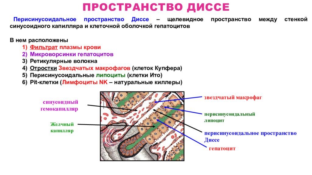 Строение стенки синусоидных капилляров печени