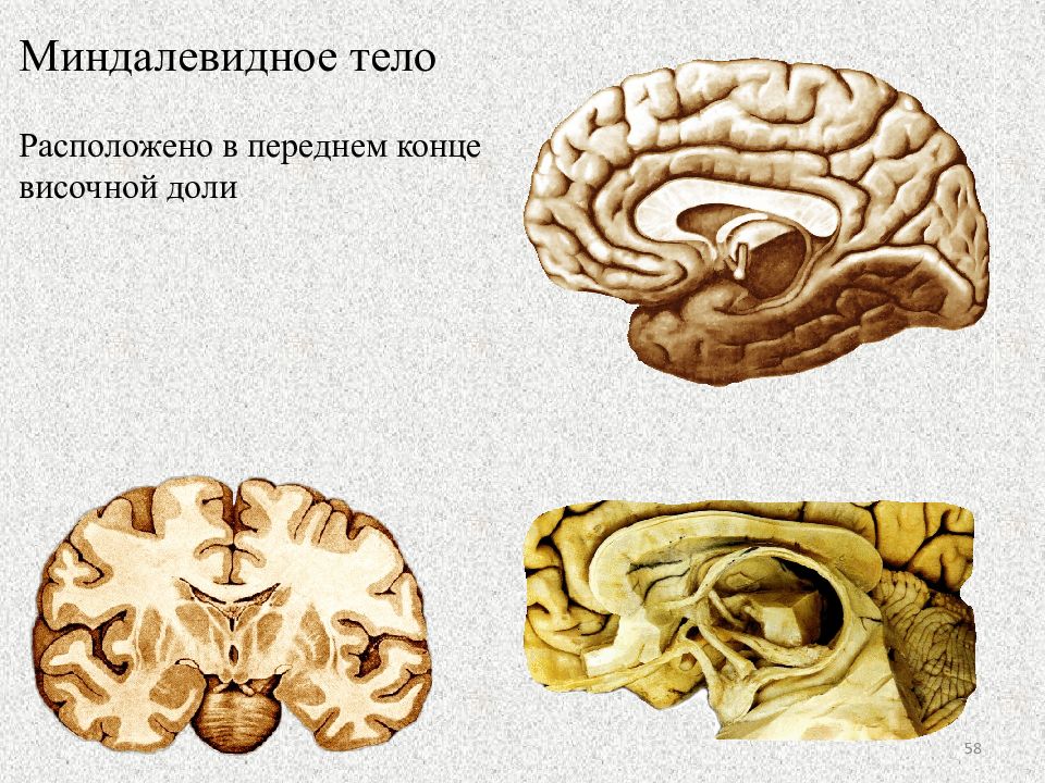 Миндалевидное тело это