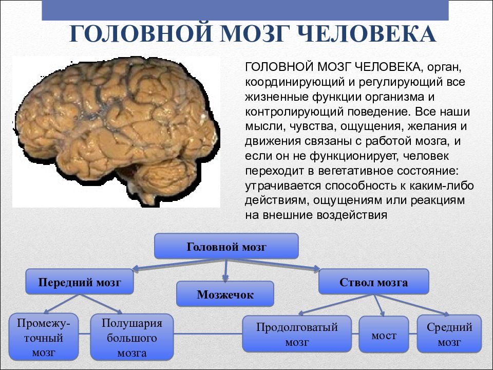 Человек мозг человека презентация 4 класс 8 вид