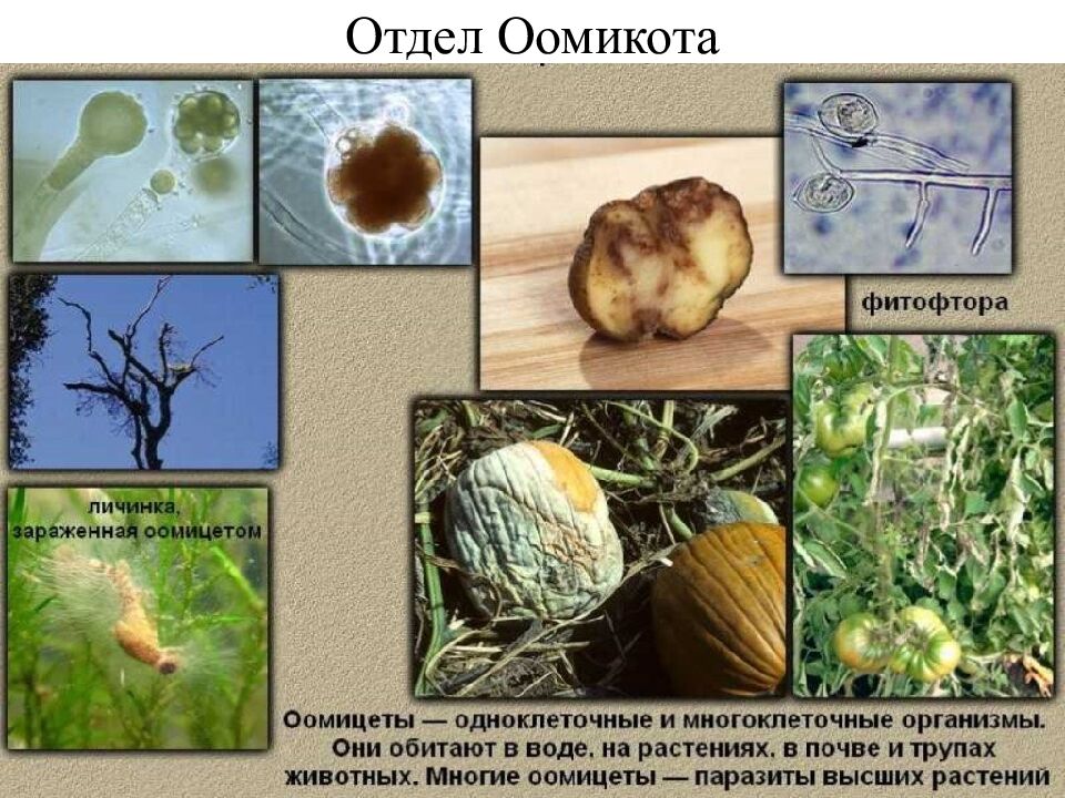 Отдел Оомикота