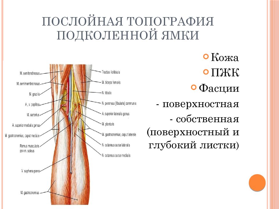 Топографическая анатомия нижней конечности презентация