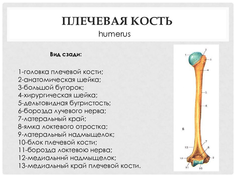 Шейка плечевой кости. Плечевая кость дельтовидная бугристость. Плечевая кость анатомическая шейка. Хирургическая и анатомическая шейка плечевой кости. Плечевая кость строение кратко.