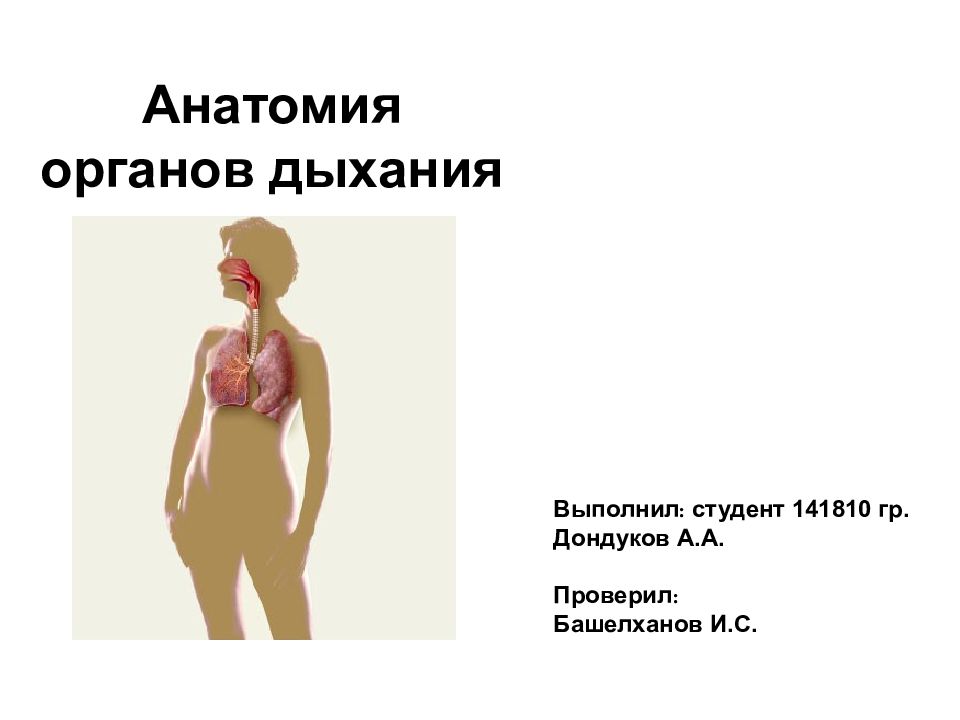 Анатомия органов дыхания