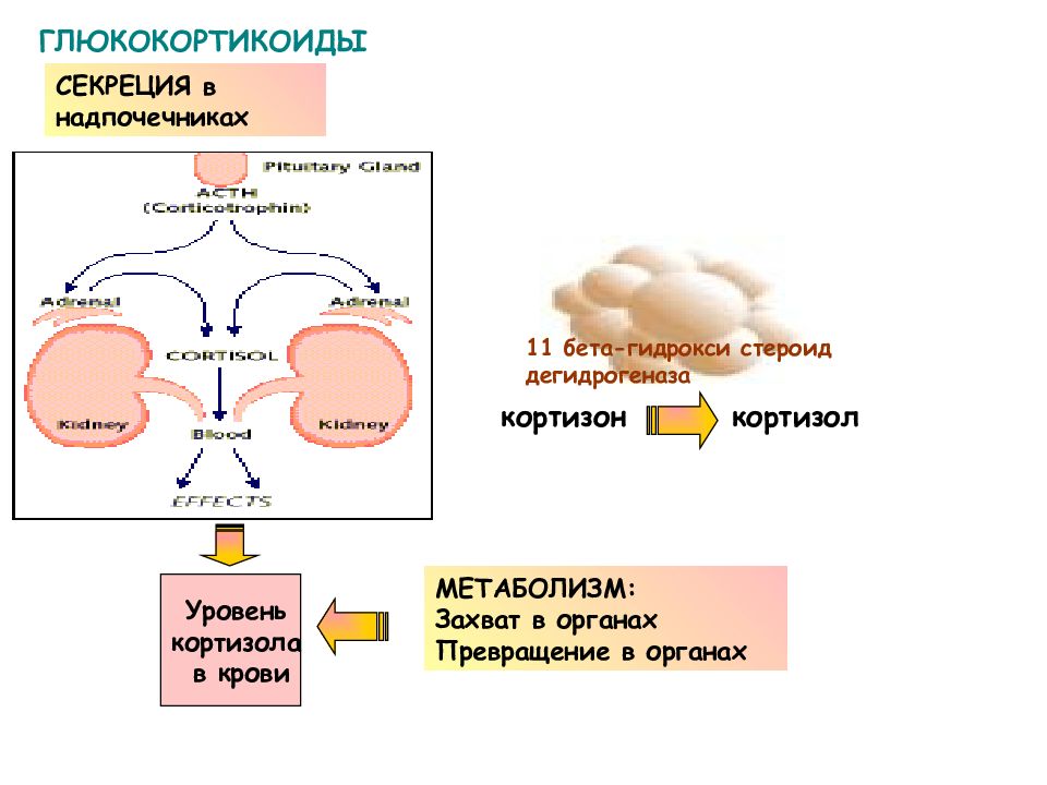 Кортизол гормон чего