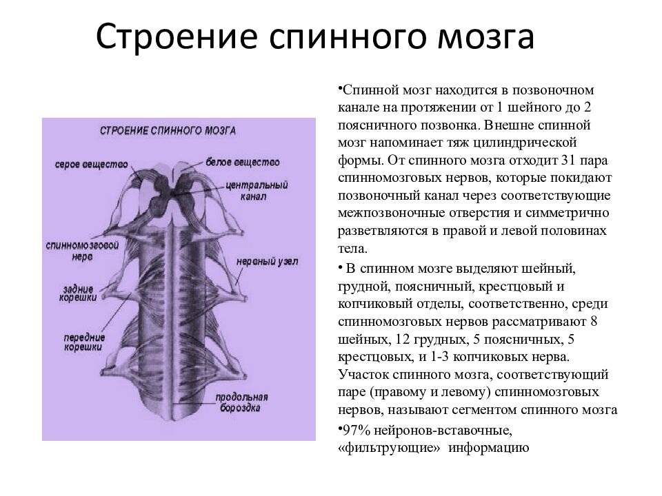 Строение спинного мозга