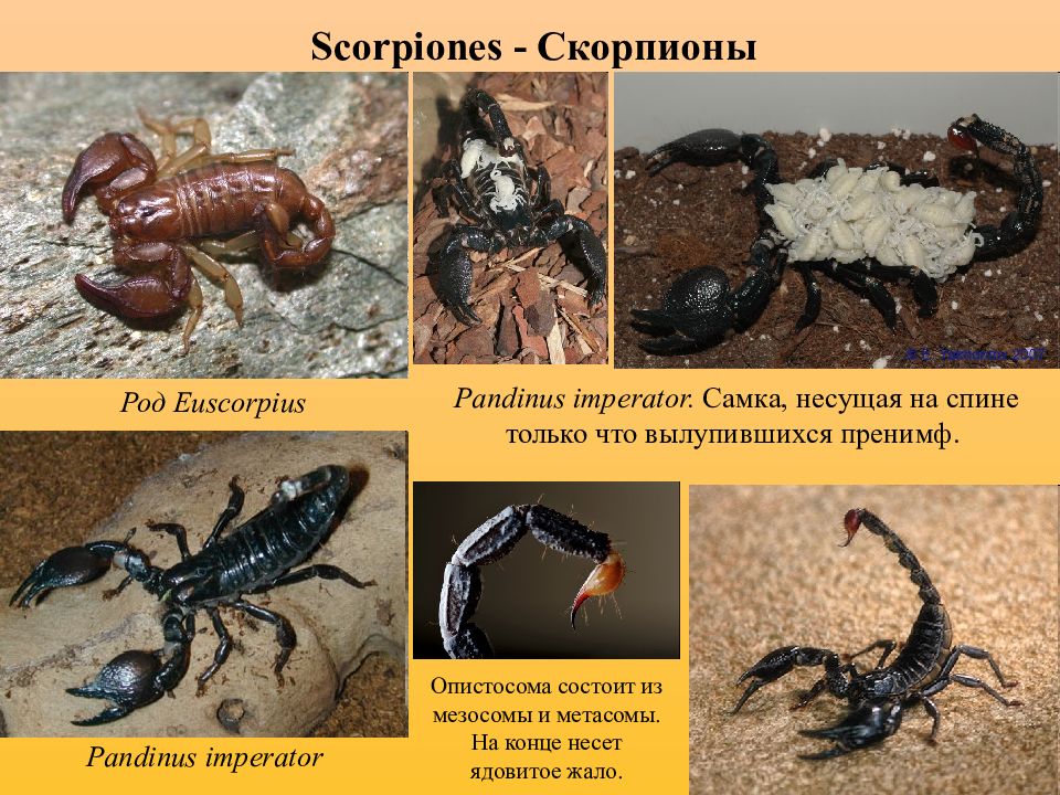 Какой тип характерен для азиатского скорпиона. Роды скорпиона. Разновидности скорпионов. Скорпион Тип. Скорпион род.