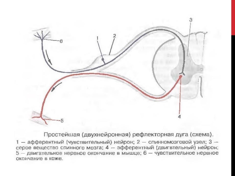 Спинномозговой нерв рефлекторная дуга. Простейшая двухнейронная рефлекторная дуга. Двухнейронная рефлекторная дуга схема. Строение рефлекторной дуги. Рефлекторная дуга спинного мозга анатомия.