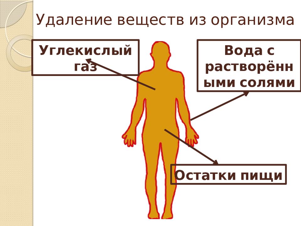 Углекислый газ и пары воды удаляются через