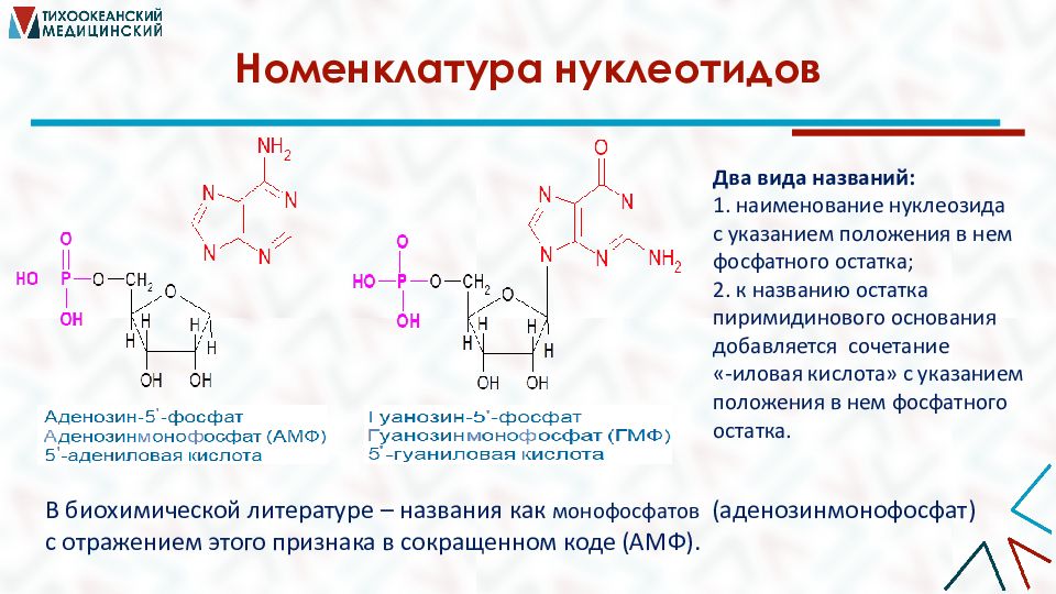 Азотсодержащие гетероциклические соединения нуклеиновые кислоты презентация 10 класс