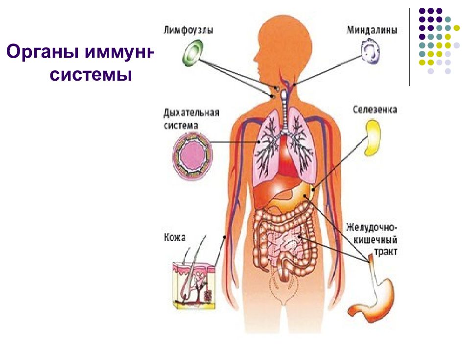 Схема демонстрирующая расположение центральных и периферических органов иммунитета